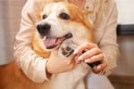 7 Tips For Trimming Dog Nails Safely To Prevent Injury