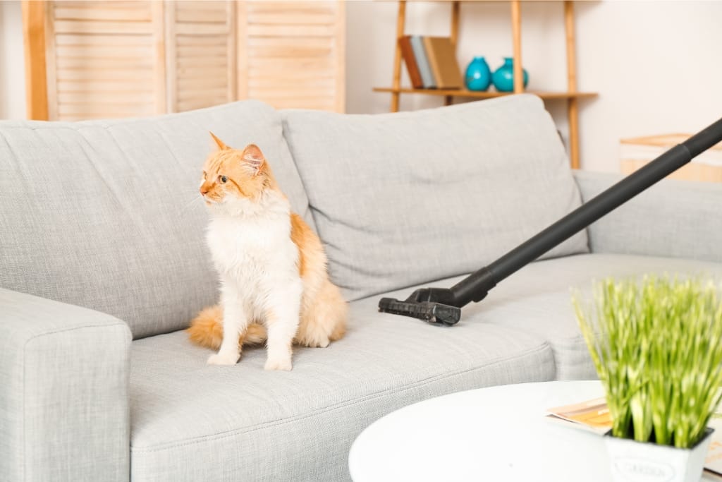 How To Remove Pet Hair From Furniture: Enjoy A Fur-Free Home For Allergy Relief