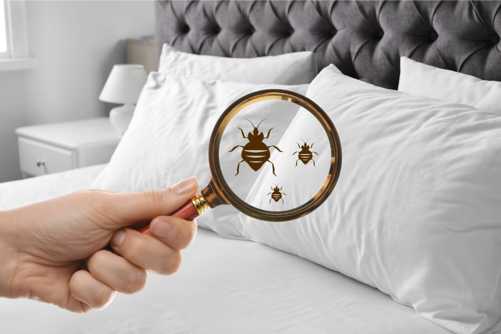 How To Tell If A Hotel Has Bed Bugs