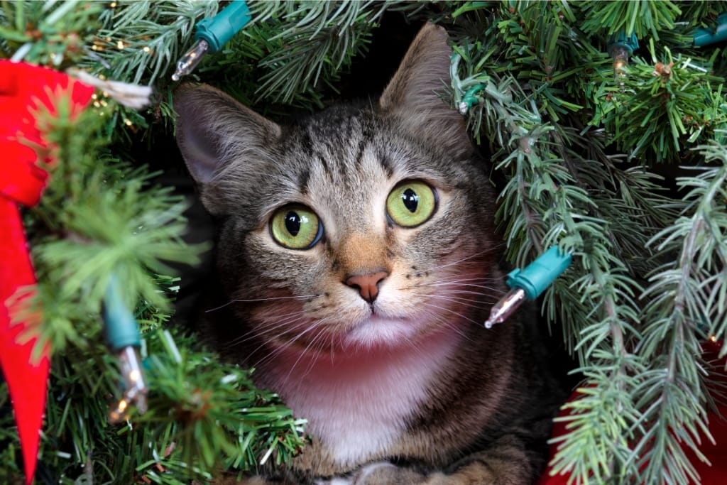 How To Keep A Cat Out Of The Christmas Tree