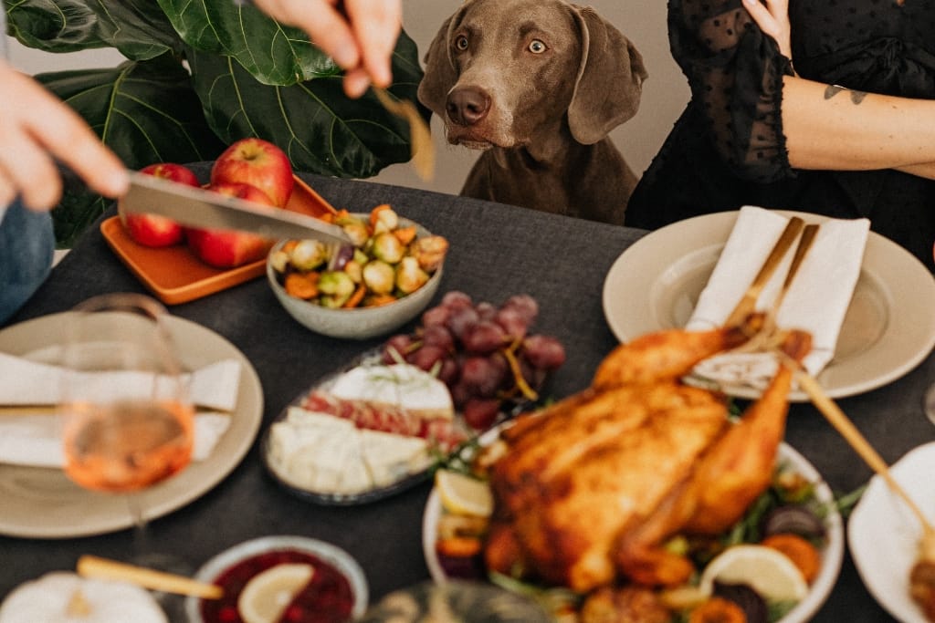 7 Thanksgiving Tips To Ensure Your Pets Enjoy A Safe Celebration