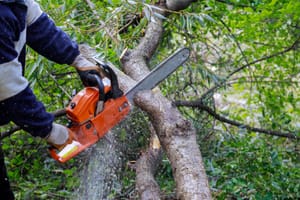 10 Tips For Finding The Best Tree Trimming Companies