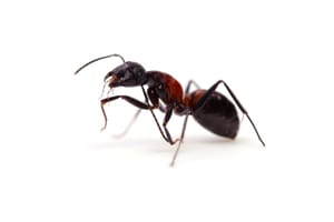 How To Get Rid Of Ants In A Garage