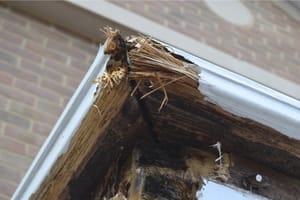 How To Negotiate The Best Price For Dry Rot Repair