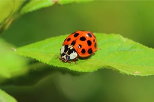 10 Natural Ways To Get Rid Of Garden Pests