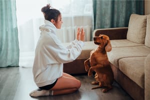 12 Benefits Of Brain Training For Dogs You Can't Ignore