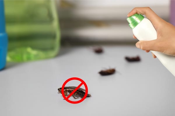 How To DIY Home Pest Control And Save Money
